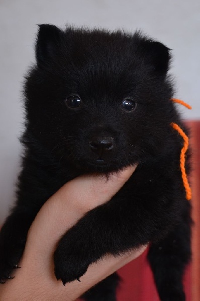 les chiots ont 1 mois