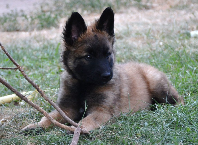 chiots de Gaïa et Hulk